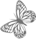dsgn_348_butterfly.png